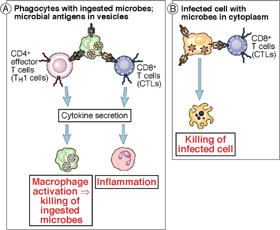 Cytotoxic immunity: mechanisms of killing of infected cells