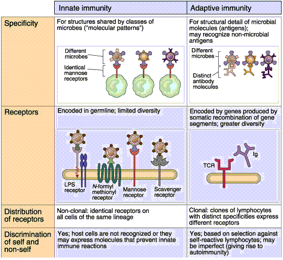 Differences of innate and adaptive immunity
