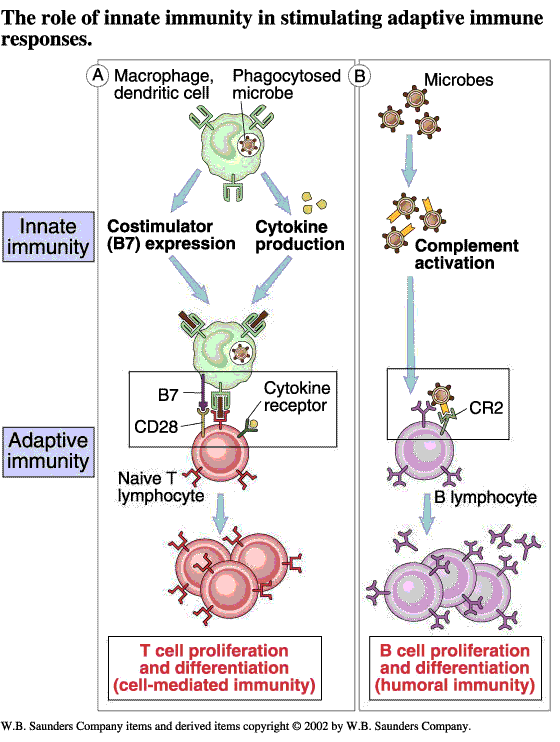 Activation of cells of adaptive immunity