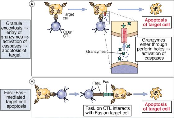 Cytotoxic immunity: mechanisms of killing of infected cells