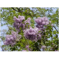 ek obecn - Syringa vulgaris