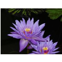 p5202664