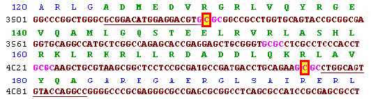 Fragment exonu 3 APO-E