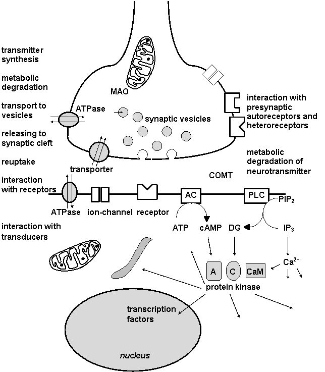 antidepressants mechanism of action