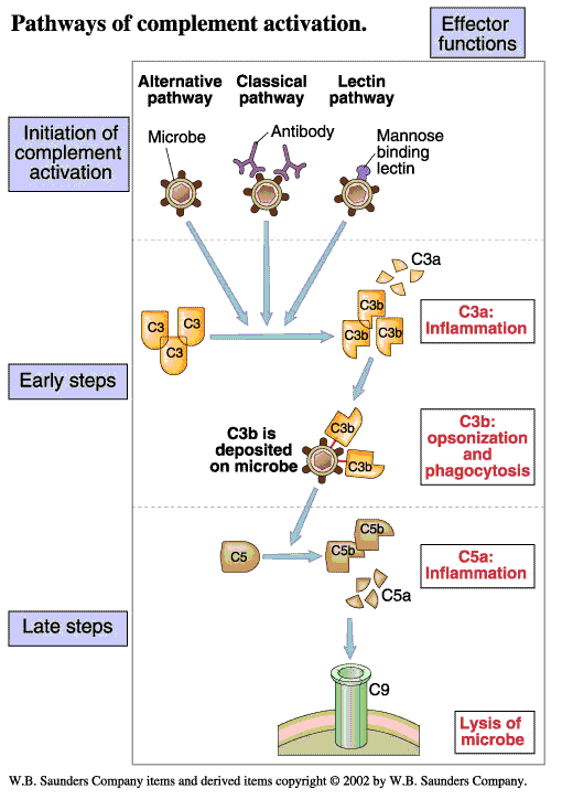 Complement activation and lysis of bacteria