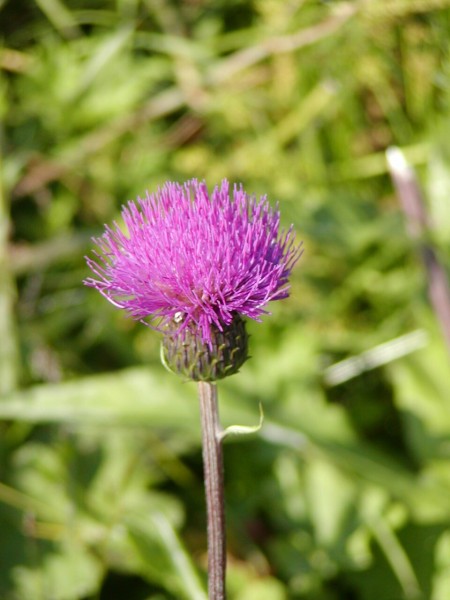 Cirsium vulgare (Bull thistle) (Carduus vulgaris)